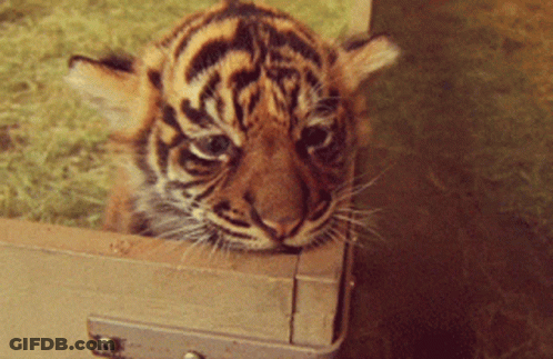 A Close Up Of A Tiger Cub Looking Out Of A Box GIF