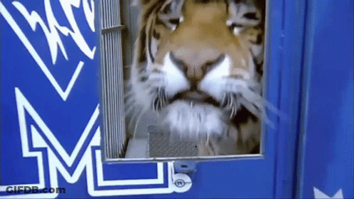 A Close Up Of A Tiger Looking Out Of A Blue Door With A M On It GIF