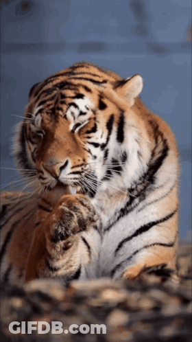 A Close Up Of A Tiger 'S Face With A Blue Background GIF