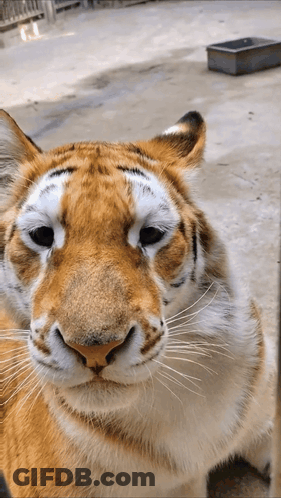 A Close Up Of A Tiger 'S Face With A Container In The Background GIF