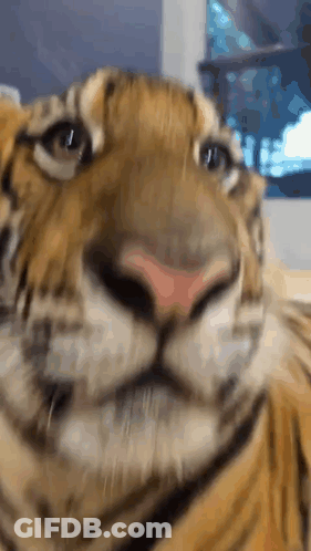 A Close Up Of A Tiger 'S Face With A Window In The Background GIF