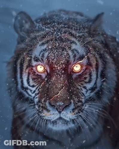 A Close Up Of A Tiger 'S Face With Glowing Yellow Eyes GIF