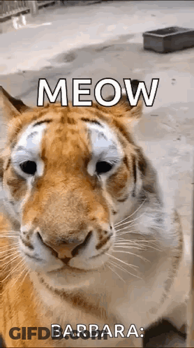 A Close Up Of A Tiger 'S Face With The Words Meow Barbara Written On It GIF