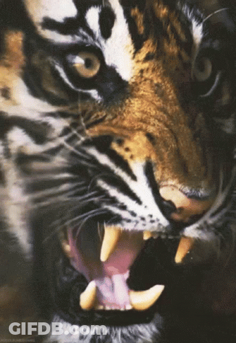 A Close Up Of A Tiger 'S Mouth With Its Mouth Open GIF