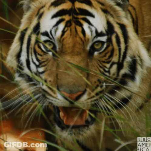A Close Up Of A Tiger With Bbc America Written On The Bottom Right GIF