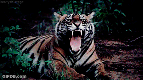 A Close Up Of A Tiger With Its Mouth Open And Henry De La Vega Written On The Bottom GIF