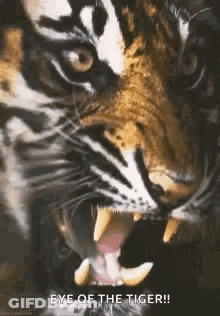 A Close Up Of A Tiger With Its Mouth Open And Its Teeth Showing . GIF