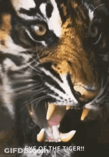 A Close Up Of A Tiger With Its Mouth Open And Teeth Showing . GIF