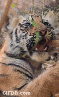 A Close Up Of A Tiger With Its Mouth Open Eating A Leaf GIF