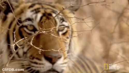 A Close Up Of A Tiger With National Geographic Wild Written On The Bottom Right GIF