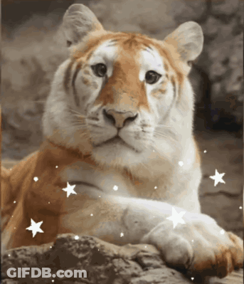 A Close Up Of A Tiger With Stars Around Its Paws GIF