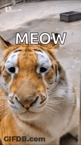 A Close Up Of A Tiger With The Word Meow Written Above It GIF
