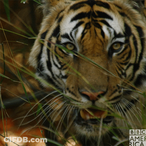 A Close Up Of A Tiger With The Words Bbc America On The Bottom Right GIF