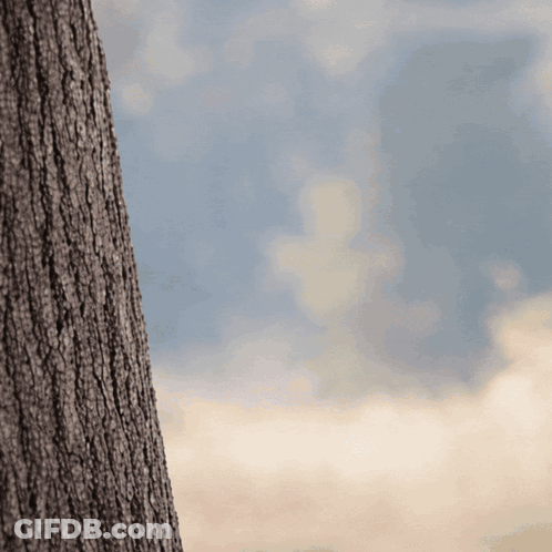 A Close Up Of A Tree Trunk With A Blue Sky In The Background GIF