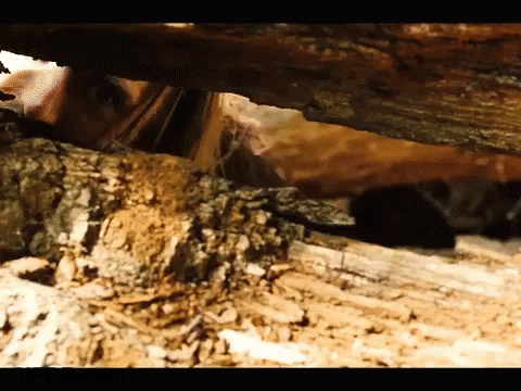 A Close Up Of A Tree Trunk With A Person Peeking Out Of It GIF