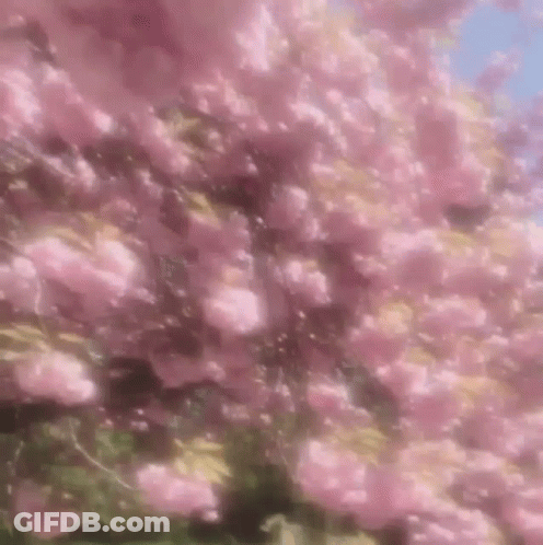 A Close Up Of A Tree With Pink Flowers On It GIF