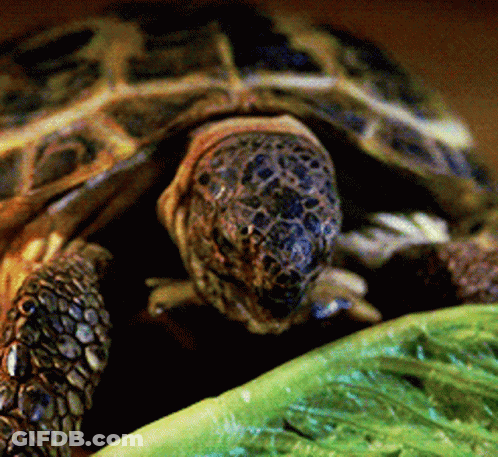 A Close Up Of A Turtle Eating A Piece Of Lettuce GIF