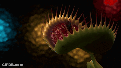 A Close Up Of A Venus Fly Trap Plant With A Dark Background GIF