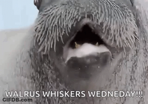 A Close Up Of A Walrus With Its Mouth Open And The Words Walrus Whiskers Wednesday Written On It . GIF