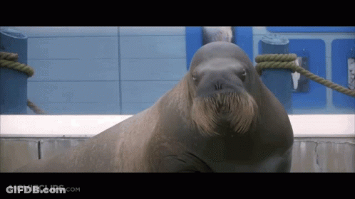 A Close Up Of A Walrus With Movieclips.com On The Bottom Right GIF