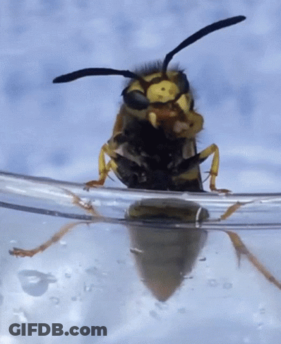 A Close Up Of A Wasp On A Glass Of Water GIF