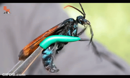 A Close Up Of A Wasp On A Pair Of Scissors With A Bk Logo In The Background GIF