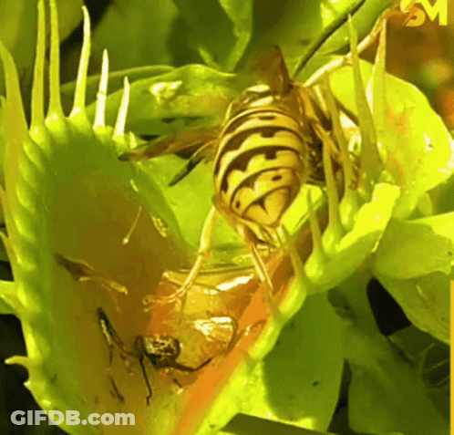 A Close Up Of A Wasp On A Plant With Sm Written On The Bottom Right GIF