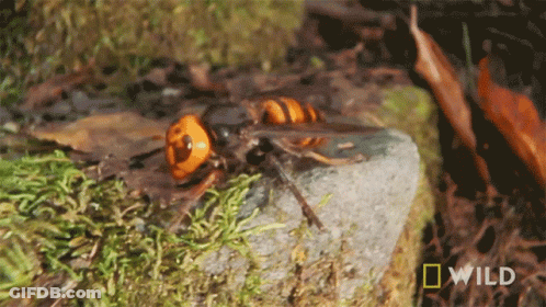 A Close Up Of A Wasp On A Rock With A National Geographic Wild Logo In The Background GIF