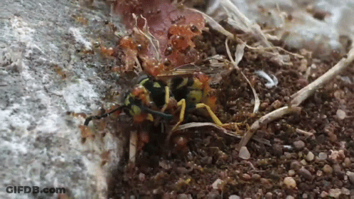 A Close Up Of A Wasp On The Ground GIF