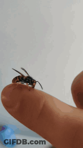 A Close Up Of A Wasp Sitting On A Finger GIF