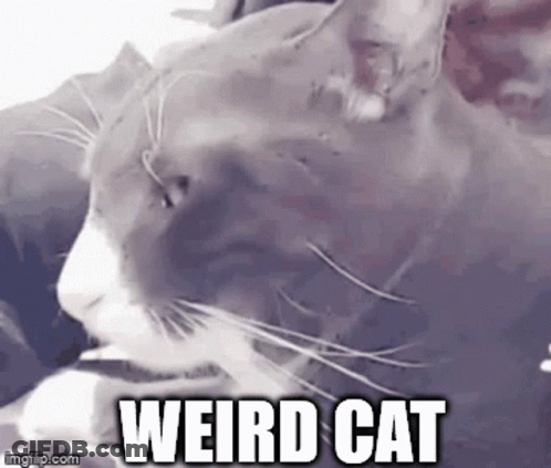 A Close Up Of A Weird Cat With The Words `` Weird Cat '' Written On It . GIF