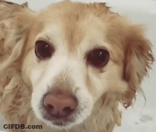 A Close Up Of A Wet Dog Taking A Bath In A Bathtub . GIF