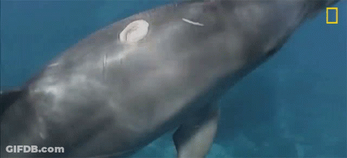 A Close Up Of A Whale 'S Head With A National Geographic Logo In The Corner GIF