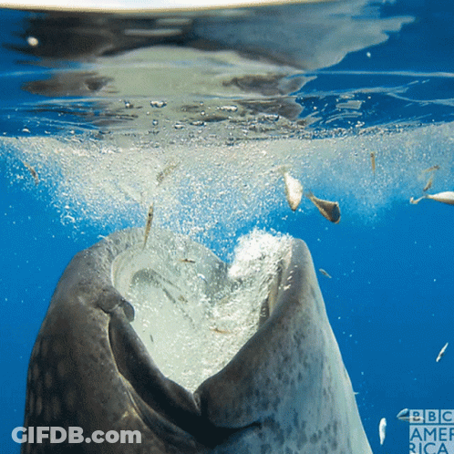 A Close Up Of A Whale 'S Mouth With BBC America Written On The Bottom Right GIF