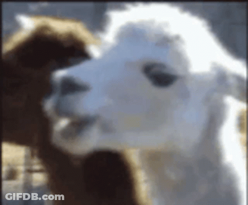 A Close Up Of A White Alpaca Looking At The Camera GIF