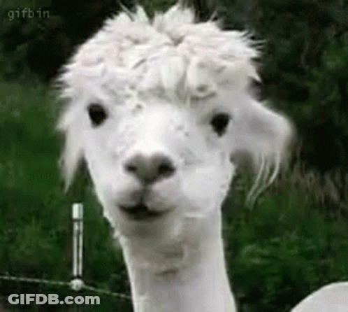 A Close Up Of A White Alpaca Looking At The Camera With A Funny Face . GIF