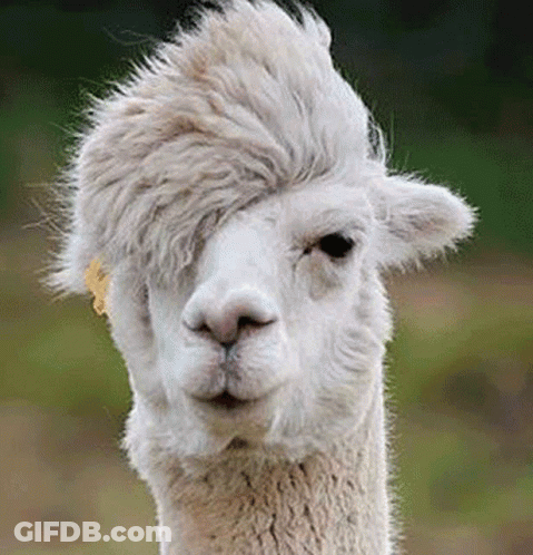 A Close Up Of A White Alpaca With A Mohawk Hairstyle . GIF