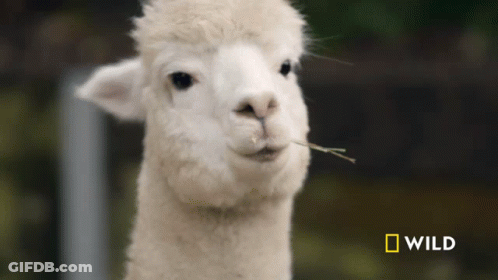 A Close Up Of A White Alpaca With A National Geographic Logo Behind It GIF