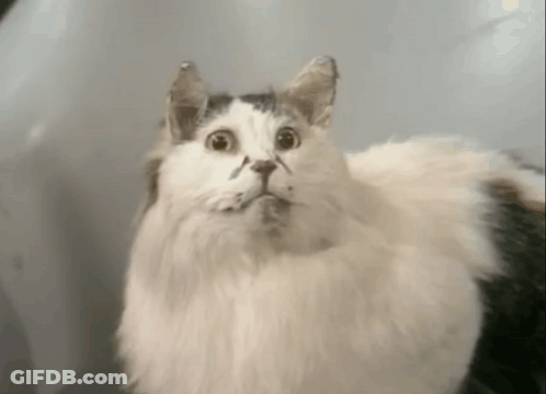 A Close Up Of A White And Black Cat Looking At The Camera . GIF