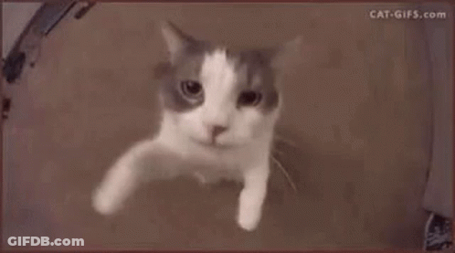A Close Up Of A White And Gray Cat Wearing A Helmet . GIF
