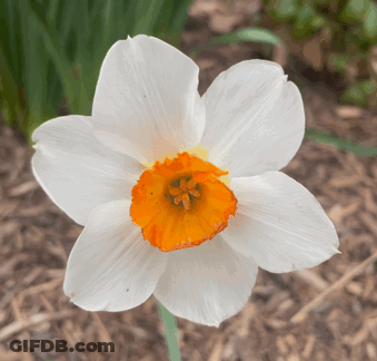 A Close Up Of A White And Orange Flower GIF