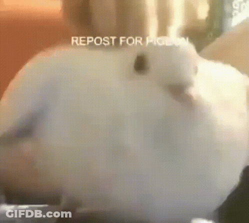 A Close Up Of A White Bird With The Words Repost For Pigeon On The Bottom Right . GIF