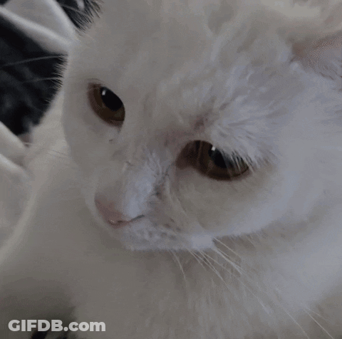 A Close Up Of A White Cat Laying On A Bed GIF