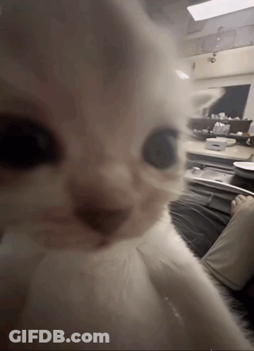 A Close Up Of A White Cat Looking At The Camera With A Blurry Background GIF