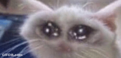 A Close Up Of A White Cat 'S Eyes With Tears In Them . GIF