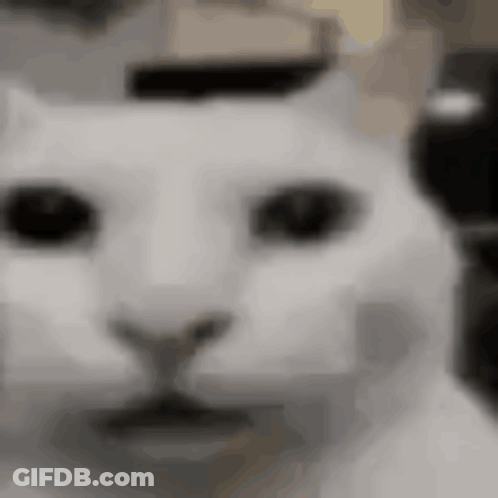 A Close Up Of A White Cat 'S Face . GIF