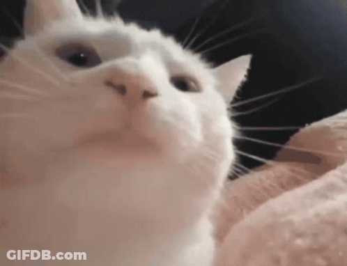 A Close Up Of A White Cat 'S Face Looking Up At The Camera . GIF