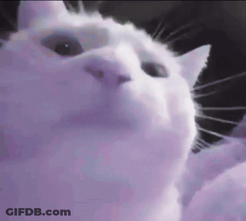 A Close Up Of A White Cat 'S Face On A Purple Background . GIF