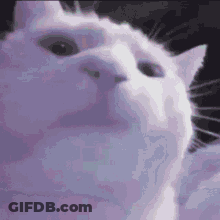 A Close Up Of A White Cat 'S Face With A Black Background . GIF