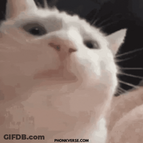 A Close Up Of A White Cat 'S Face With A Black Background . GIF